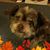 Julie Pyne's profile image
