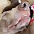 Andrea Groh Kronberg's profile image