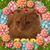 Francina Noordhoek's profile image