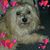 Sandi Tonkin's profile image