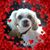 Dianna Harmon's profile image