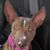 Zappato Trevino's profile image