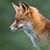Diana Petscare's profile image
