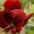 Dianne Bowen Lynch's profile image