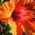 Michalina Sciallo's profile image