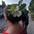 Nancy Harris Landerman's profile image