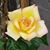 Drusilla Williams's profile image