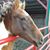 Laurie Reinertsen's profile image