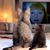 Kristine Collins Schwartzman's profile image