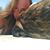 Caroline Powell's profile image