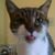 Allan Rollins's profile image