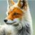 Wolf Rayet's profile image