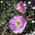 Shannon Worthington's profile image