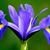 Lisa Parsons's profile image