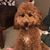 Mindy VanAtta Ostrander's profile image