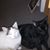Deb Stevens's profile image