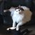 Pam Hanratty's profile image