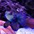 Cheryl Luisier's profile image