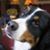 Bernie Berndog's profile image