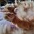Laura Manahl's profile image