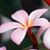 Cynthia Parlanti's profile image