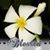 Jessica Campos Taisague's profile image