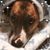 Stacey Waugaman Mori's profile image
