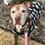 Tracy St Onge Truitt's profile image