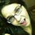 Katt Sebring's profile image