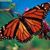 Michele Ewing's profile image