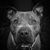 Sarah Allen Parrish's profile image