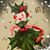 Holly M Racicot Hutchinson's profile image