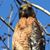 Jennifer Peluso's profile image