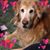 Becky Gales's profile image