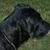 Gail Harris's profile image