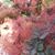 Deborah Bradshaw Goorey's profile image