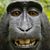 Leslie Wilkins's profile image