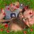 Stacy Marie Hillis's profile image