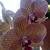 Loretta Plesic's profile image