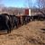 Ranschau Livestock LLC's profile image