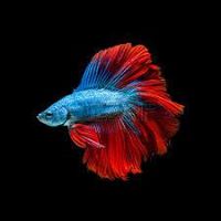 Bebe Leik's profile image