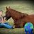 Tracy Ann Fellows Duran's profile image