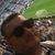 Tarantello Gargano Sebastiano's profile image