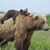 Lauren Kress's profile image