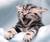 tabby c.'s profile image