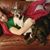 Em Chaples's profile image