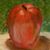 Virginia Phillips's profile image