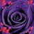 Kassi Wooton's profile image