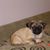 Dawn Salerno-Trivento's profile image