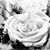 Shirley Easley's profile image